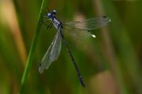 Lestes dryas