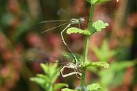 Lestes barbarus