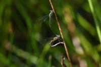 Lestes virens