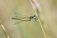 Lestes virens