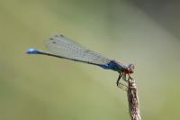 Erythromma viridulum