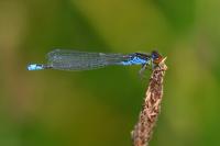 Erythromma viridulum