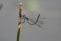 Lestes sponsa
