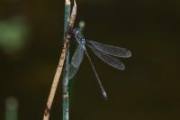 Lestes sponsa