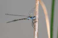 Lestes sponsa