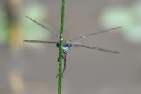 Lestes sponsa