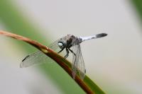 Orthetrum albistylum