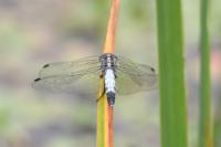 Orthetrum albistylum