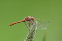 Sympetrum meridionale