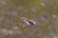 Sympetrum striolatum