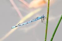 Enallagma cyathigerum