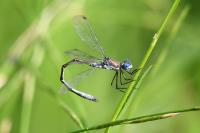 Lestes dryas