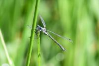 Lestes dryas
