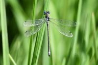 Lestes dryas