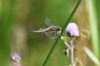 Libellula quadrimaculata