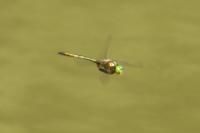 Somatochlora metallica