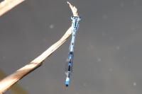 Enallagma cyathigerum