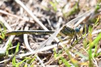 Gomphus pulchellus