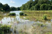 Somatochlora metallica