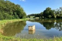 Somatochlora metallica