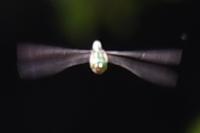 Somatochlora metallica