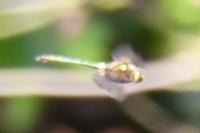 Somatochlora metallica