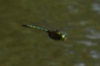 Somatochlora metallica