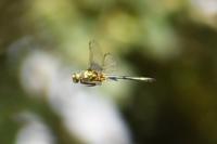 Somatochlora metallica