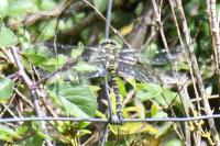 Cordulegaster boltonii