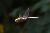 Somatochlora metallica