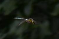 Somatochlora metallica