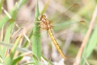 Orthetrum coerulescens