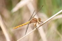 Orthetrum coerulescens