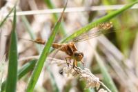 Orthetrum coerulescens