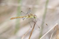 Sympetrum meridionale