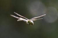 Somatochlora metallica