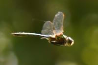 Somatochlora metallica