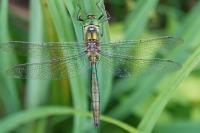 Somatochlora metallica