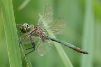 Somatochlora metallica