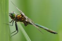 Somatochlora metallica