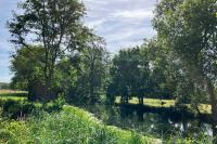 Somatochlora metallica