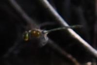 Somatochlora metallica