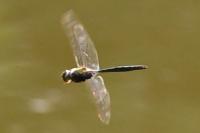 Somatochlora metallica