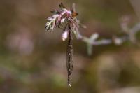 Sympecma fusca
