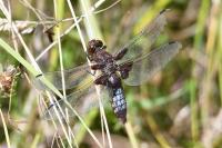 Libellula depressa
