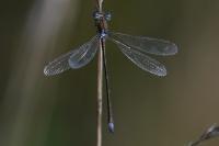 Lestes virens