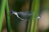 Lestes sponsa