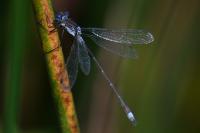 Lestes sponsa