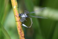 Lestes sponsa