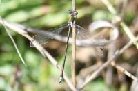 Lestes virens